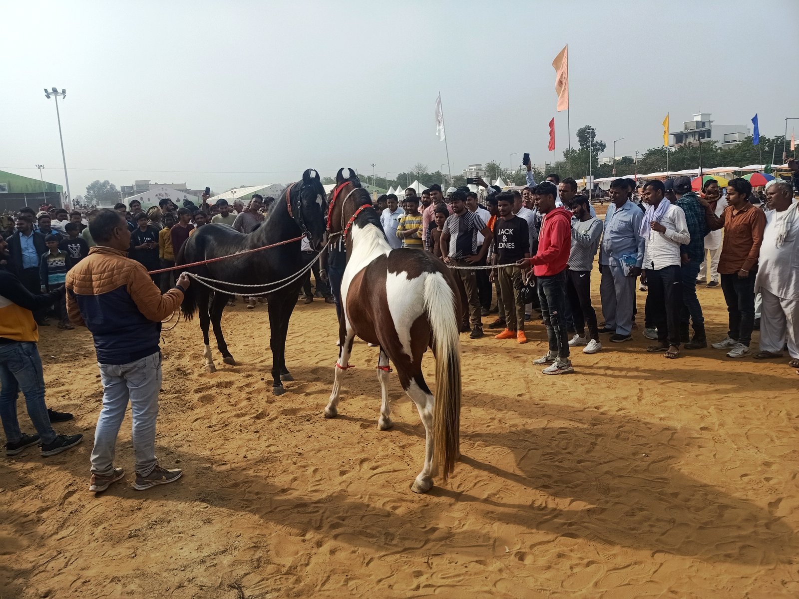 बालीवुड स्टार से कम नहीं है अनमोल पशुओं का जलवा,  प्रदर्शनी में आकर्षण का केंद्र बने हुए हैं ताज, रूस्तम, ध्रुव, सूर्या, मंगल, कैटरीना