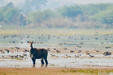प्रधानमंत्री ने पटना पक्षी अभयारण्य और छारी-ढांड में नए रामसर स्थलों का स्वागत किया
